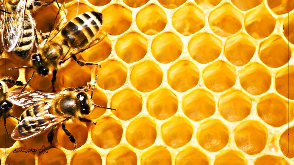 شیوه زندگی زنبورهای عسل چگونه است؟