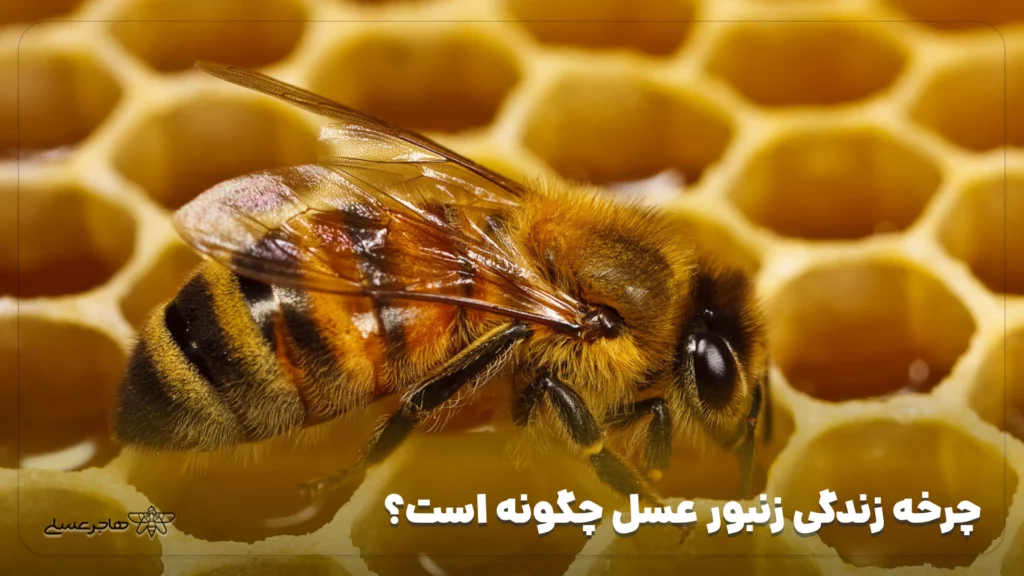 چرخه زندگی زنبور عسل چگونه است؟
