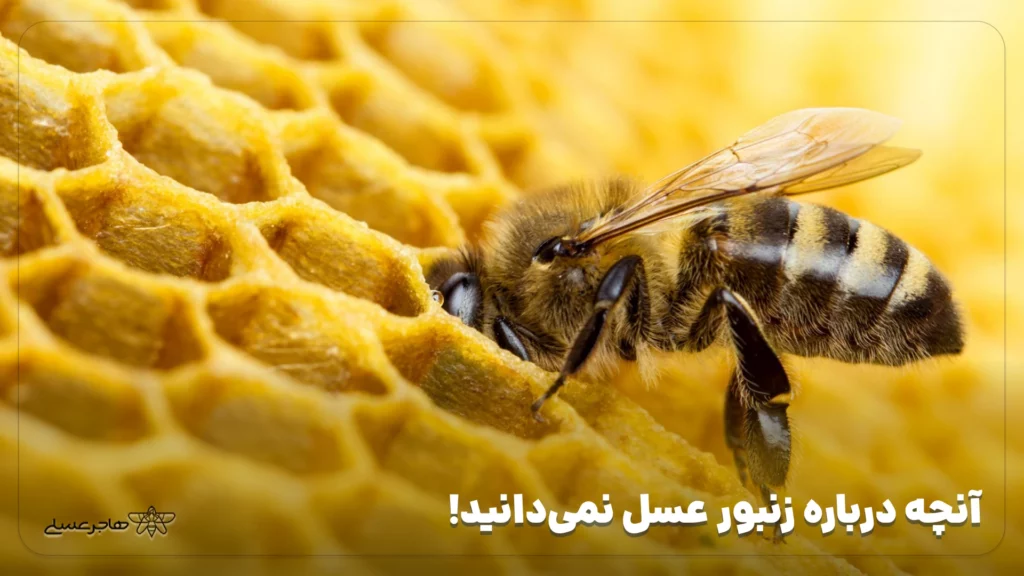 آنچه درباره زنبور عسل نمی_دانید!